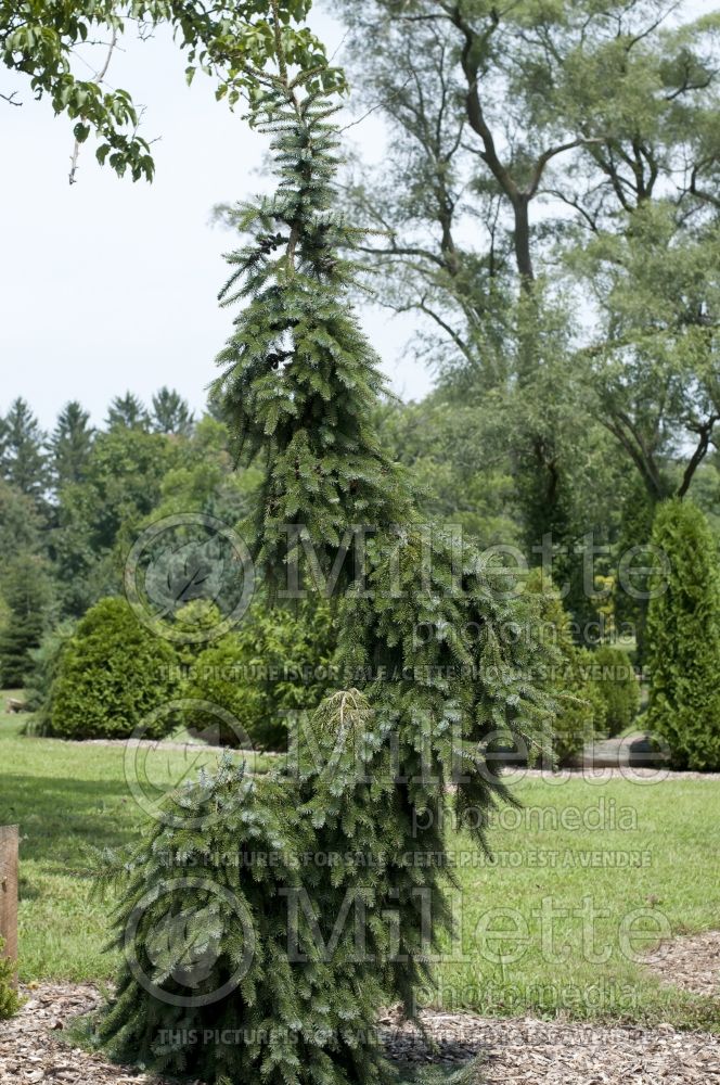 Picea omorika Pendula Bruns (Serbian spruce Mountain Spruce conifer) 7