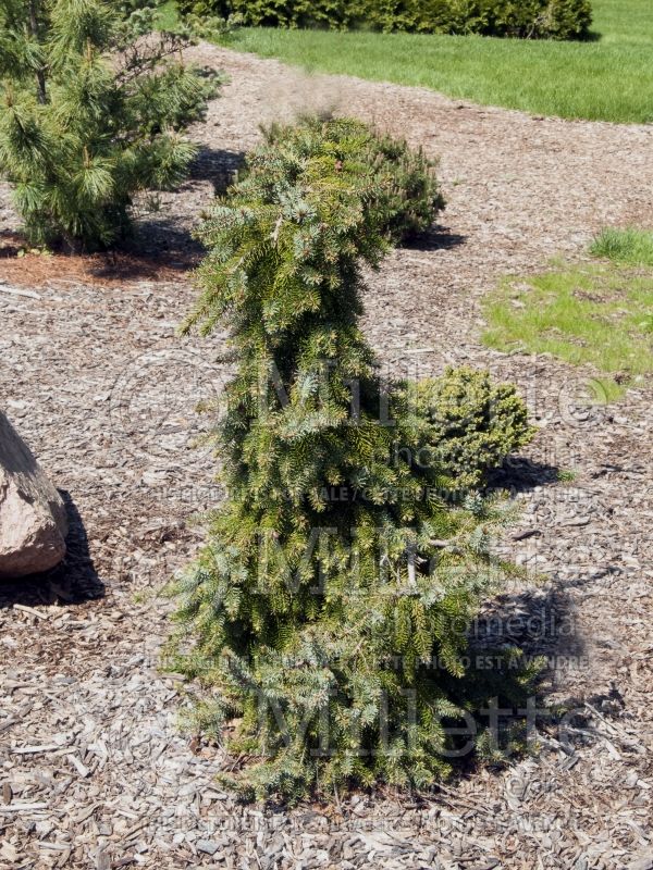 Picea omorika Pendula Bruns (Serbian spruce Mountain Spruce conifer) 5