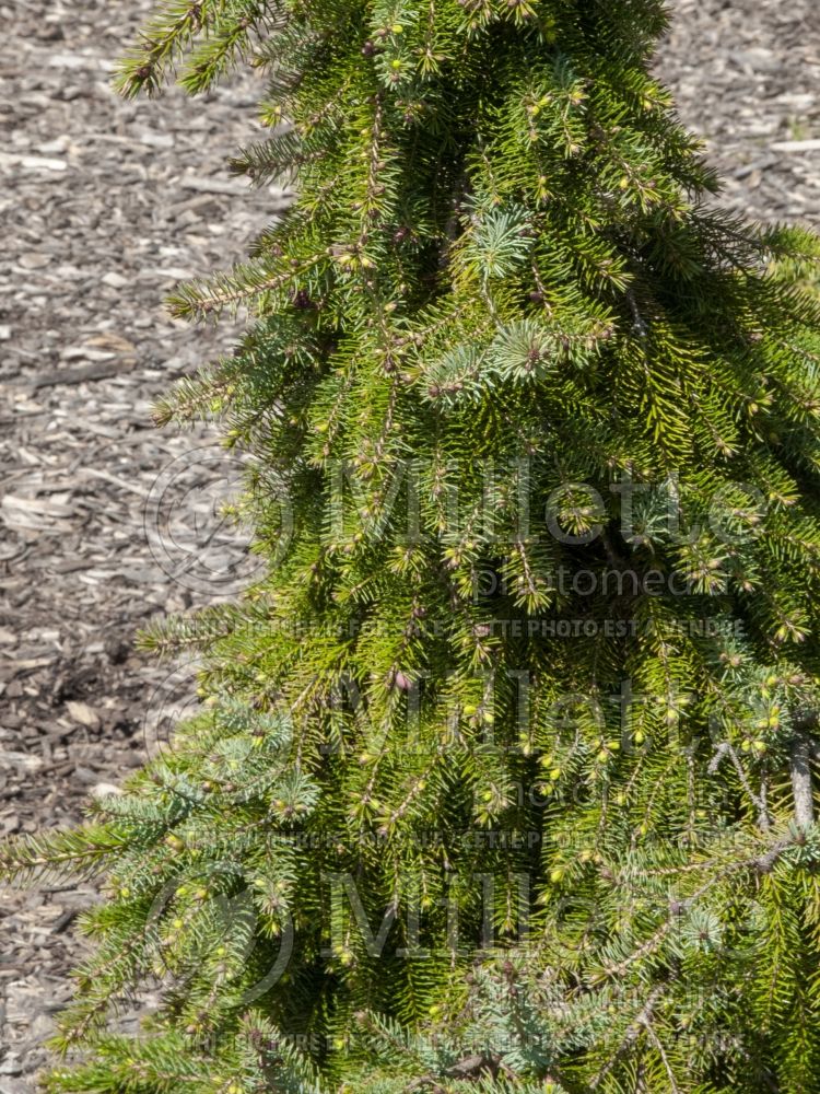 Picea Pendula Bruns (Serbian spruce Mountain Spruce conifer) 9