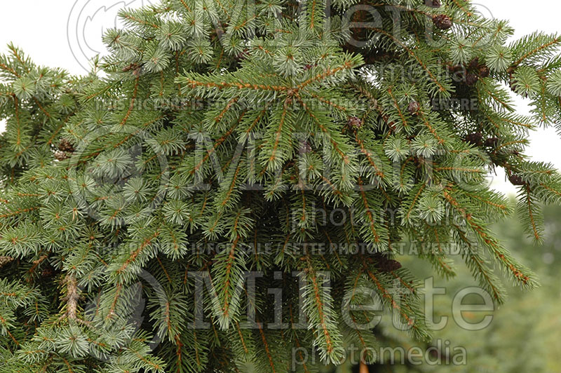 Picea omorika Pendula Bruns (Serbian spruce Mountain Spruce conifer)  1