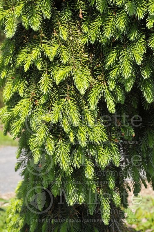 Picea omorika Pendula Bruns (Serbian spruce Mountain Spruce conifer) 3