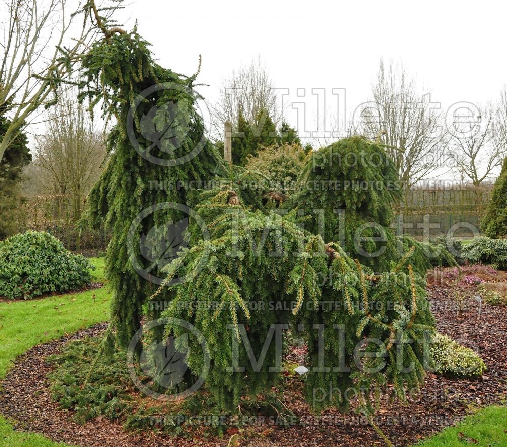 Picea omorika Pendula (Serbian spruce Mountain Spruce conifer) 12 