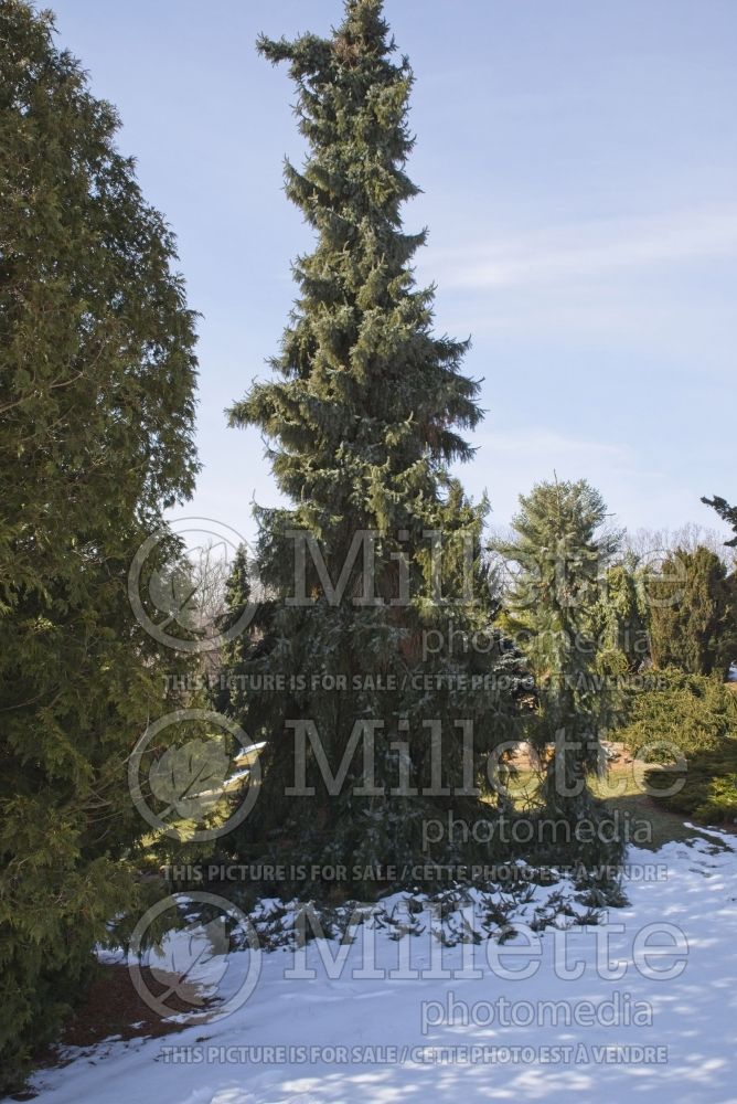 Picea omorika Pendula (Serbian spruce Mountain Spruce conifer) 8 