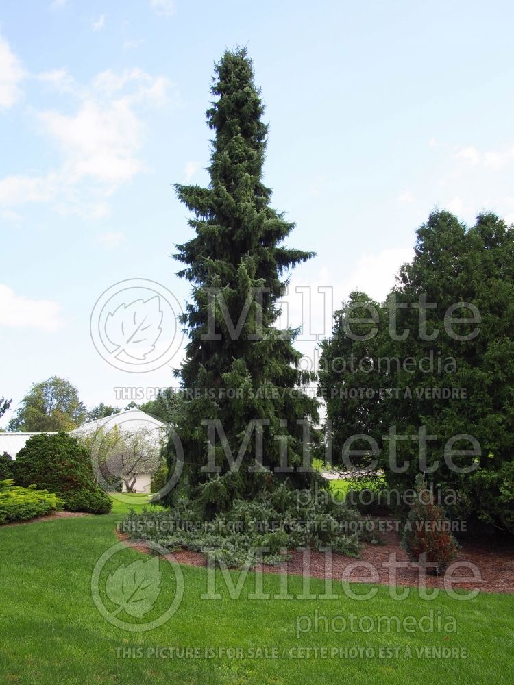 Picea omorika Pendula (Serbian spruce Mountain Spruce conifer) 9 