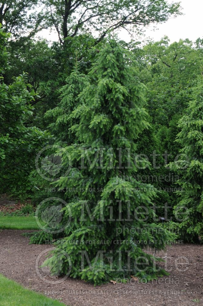 Picea omorika Pendula (Serbian spruce Mountain Spruce conifer) 5 