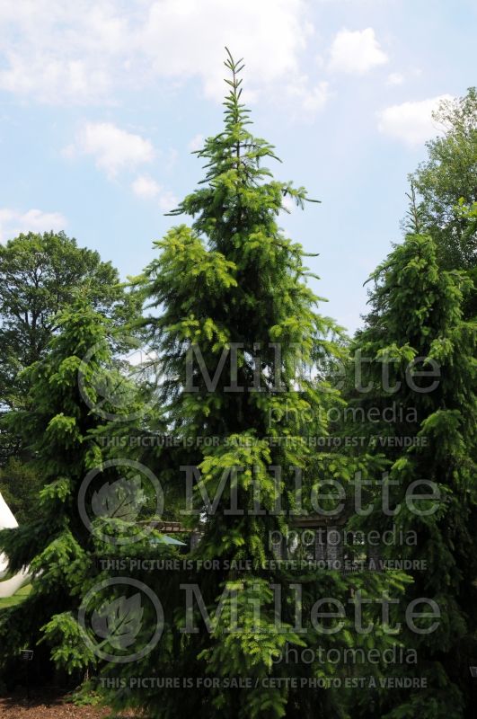 Picea omorika Pendula (Serbian spruce Mountain Spruce conifer) 6 