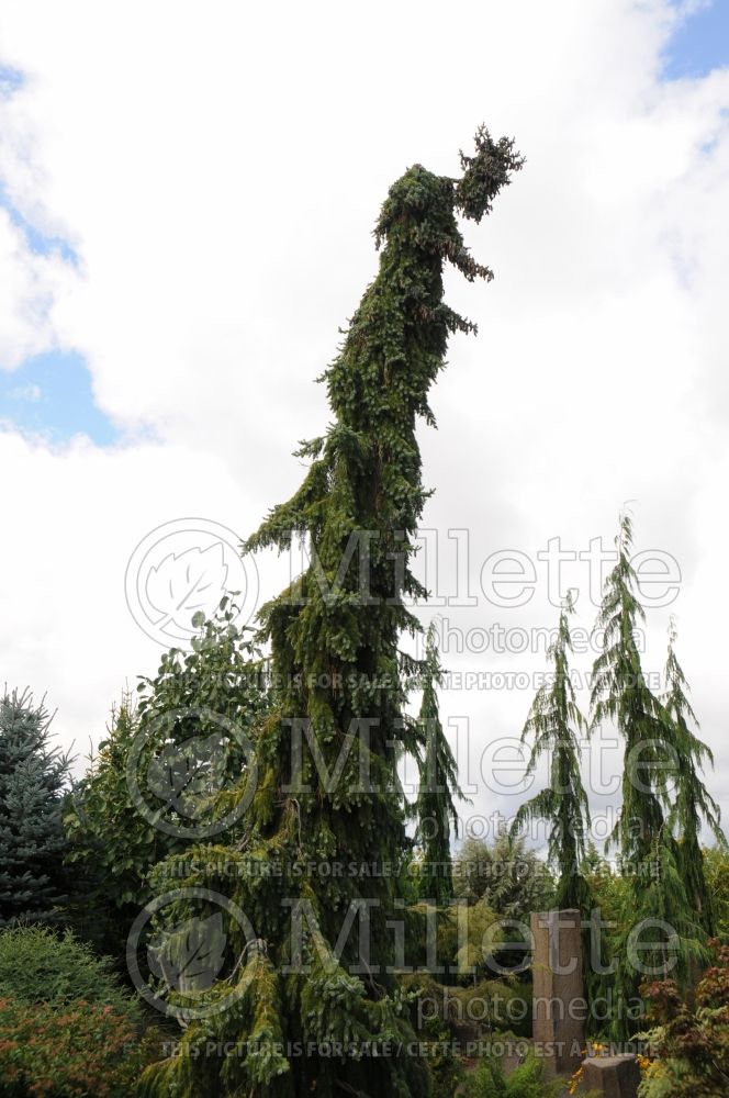 Picea omorika Pendula (Serbian spruce Mountain Spruce conifer) 13 