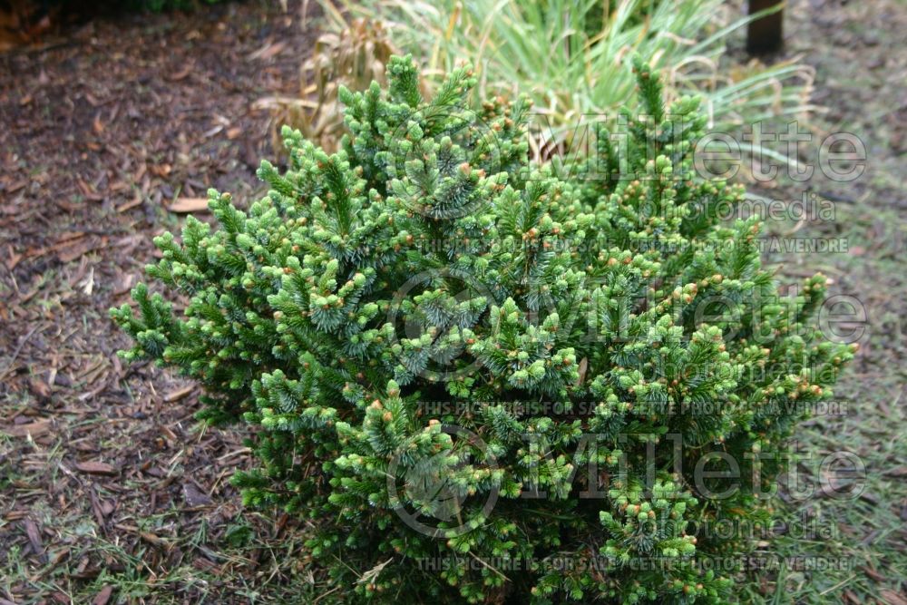 Picea Pimoko (Norway spruce conifer - épinette) 4