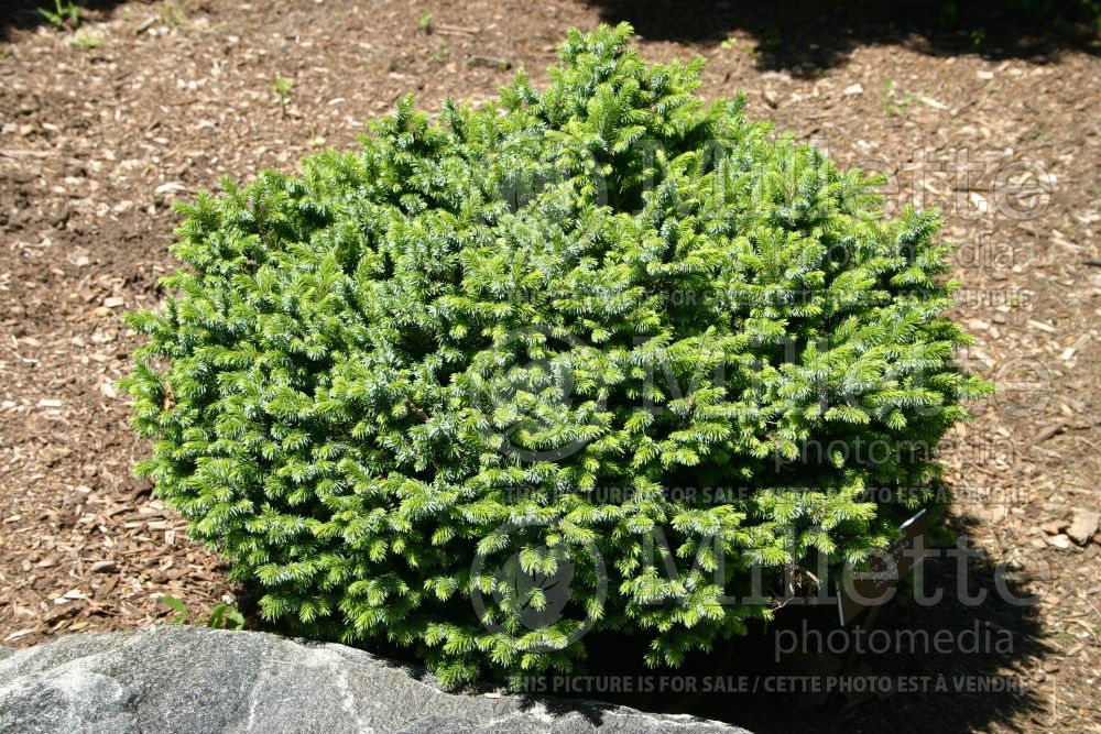 Picea Pimoko (Norway spruce conifer - épinette) 6