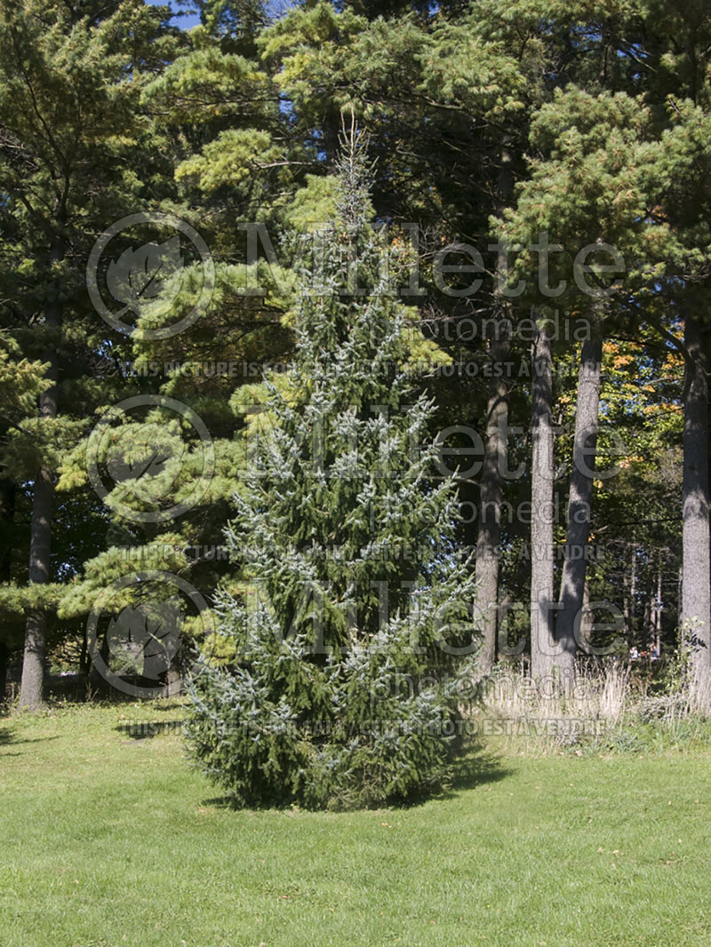 Picea omorika (Serbian spruce Mountain Spruce conifer) 9 