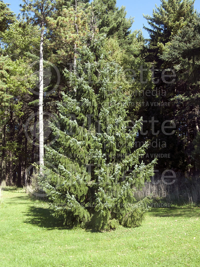 Picea omorika (Serbian spruce Mountain Spruce conifer) 10 