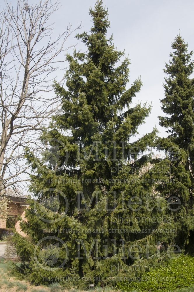 Picea omorika (Serbian spruce Mountain Spruce conifer) 11 