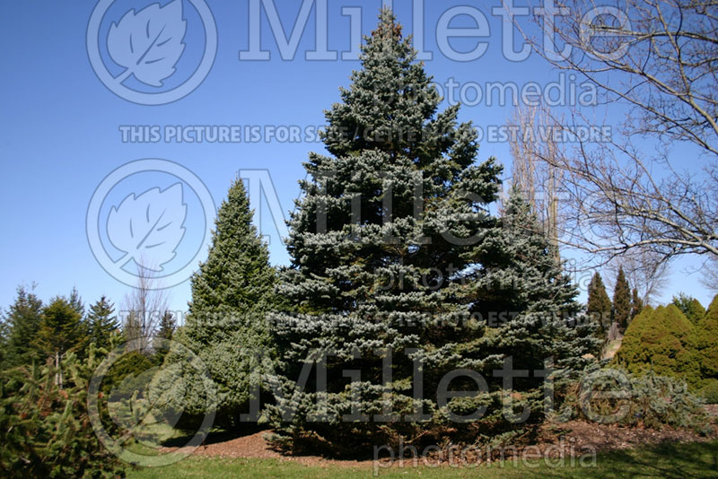 Picea omorika (Serbian spruce Mountain Spruce conifer) 1 