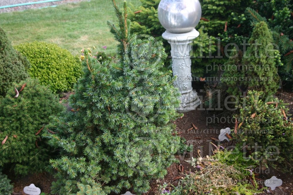 Picea Wodan (Serbian spruce Mountain Spruce conifer - sapin) 2