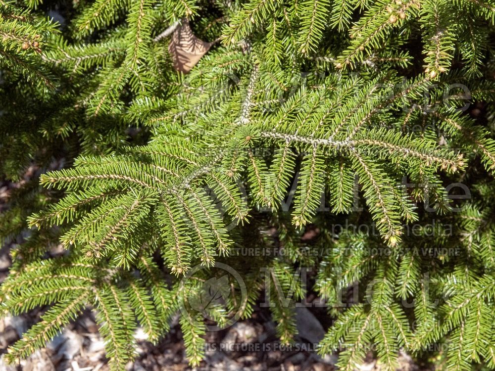 Picea orientalis (Oriental spruce or Caucasian spruce) 3