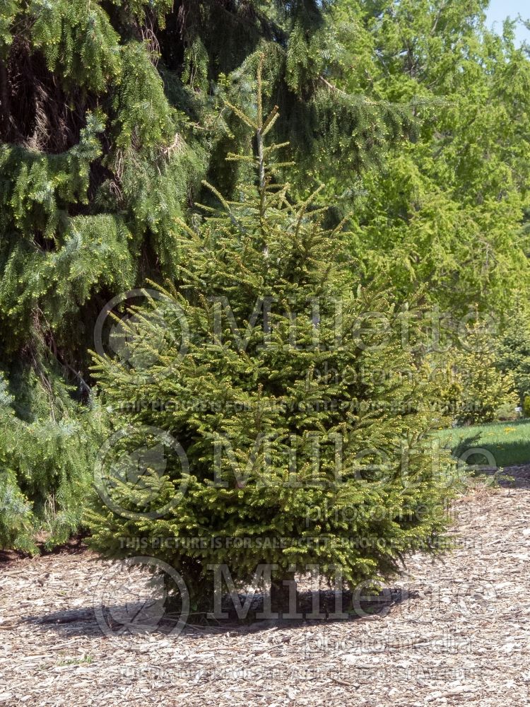 Picea orientalis (Oriental spruce or Caucasian spruce) 1