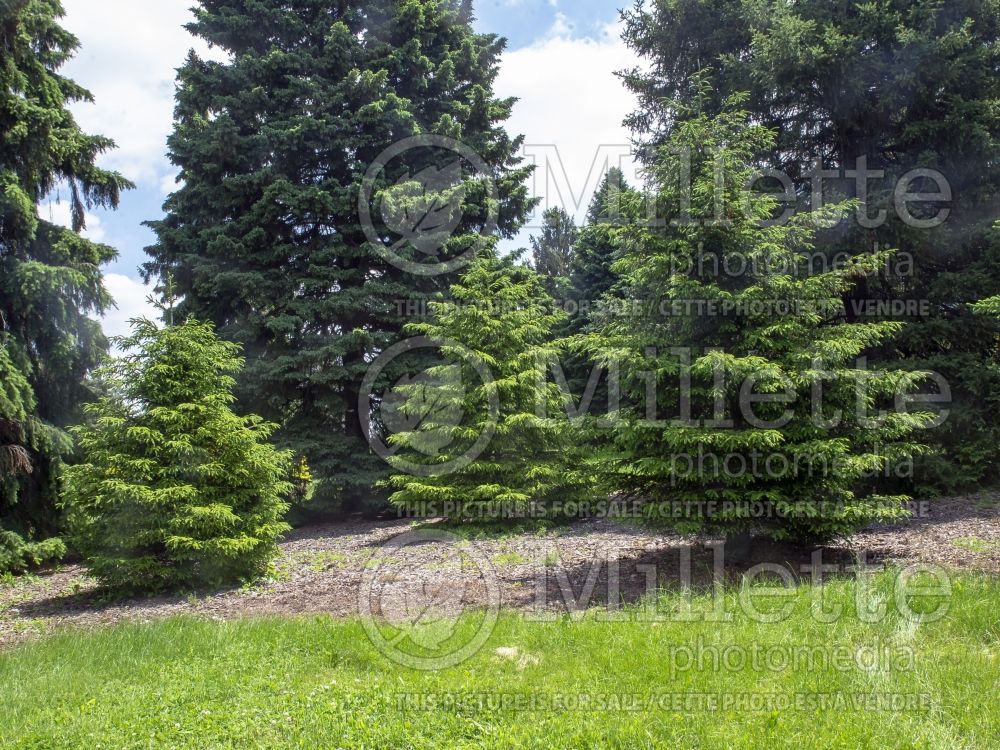 Picea orientalis (Oriental spruce or Caucasian spruce) 2