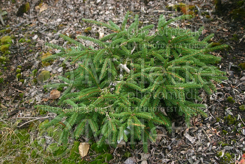 Picea Ferny Creek Prostrate (Oriental Spruce conifer)  1