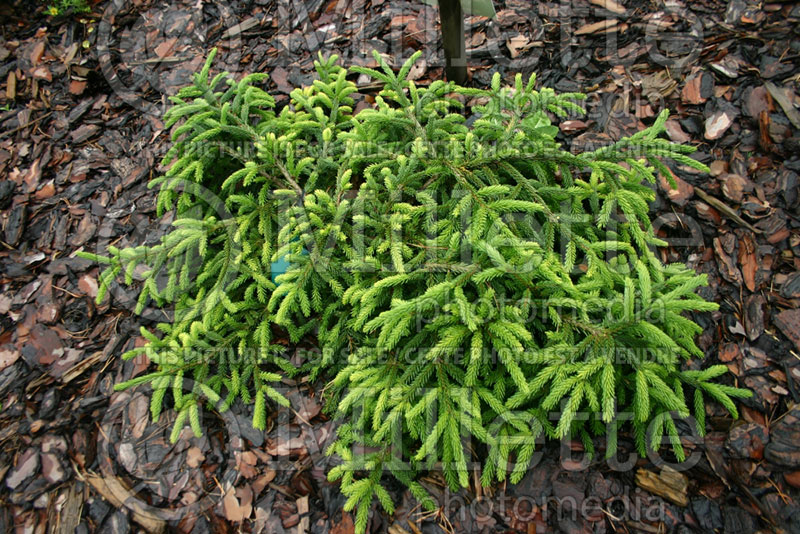 Picea Gowdy (Oriental Spruce conifer)  1