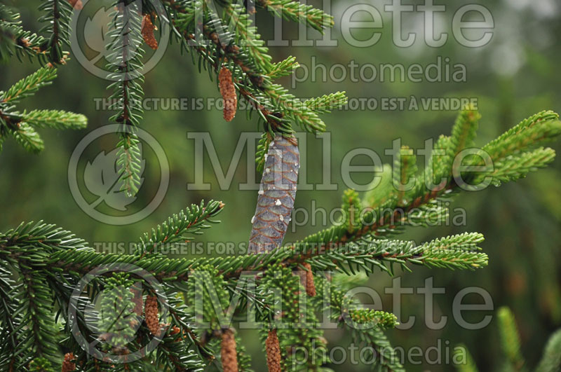 Picea Gowdy (Oriental Spruce conifer)  3