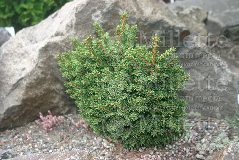 Picea Mount Vernon aka Mt Vernon (Oriental Spruce conifer - épinette) 2 
