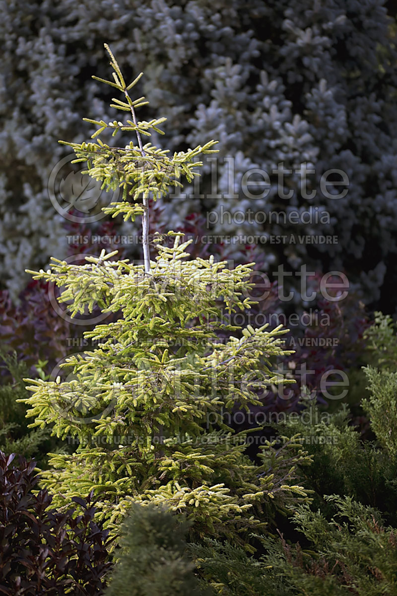 Picea Skylands (Oriental Spruce conifer)  1