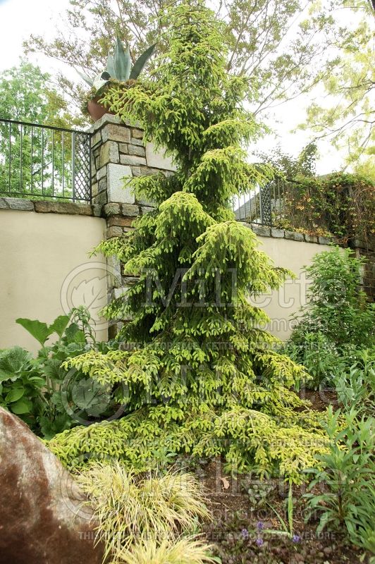 Picea Skylands (Oriental Spruce conifer)  2