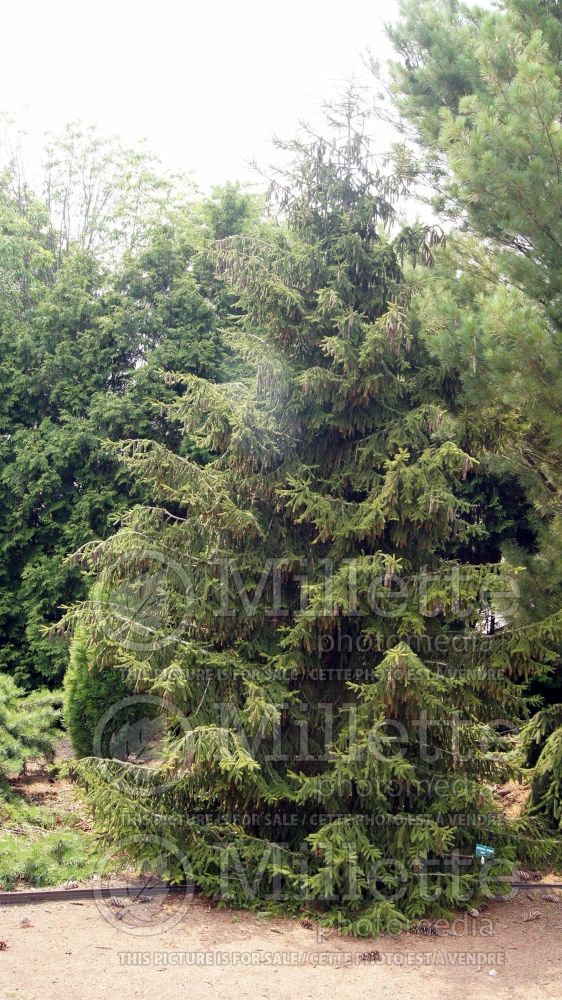 Picea Skylands (Oriental Spruce conifer) 9