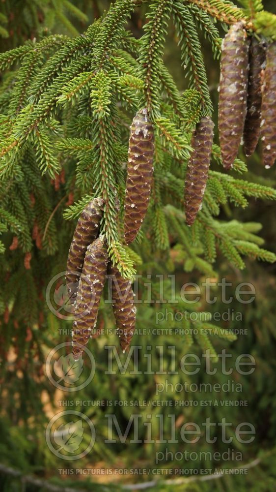 Picea Skylands (Oriental Spruce conifer) 10