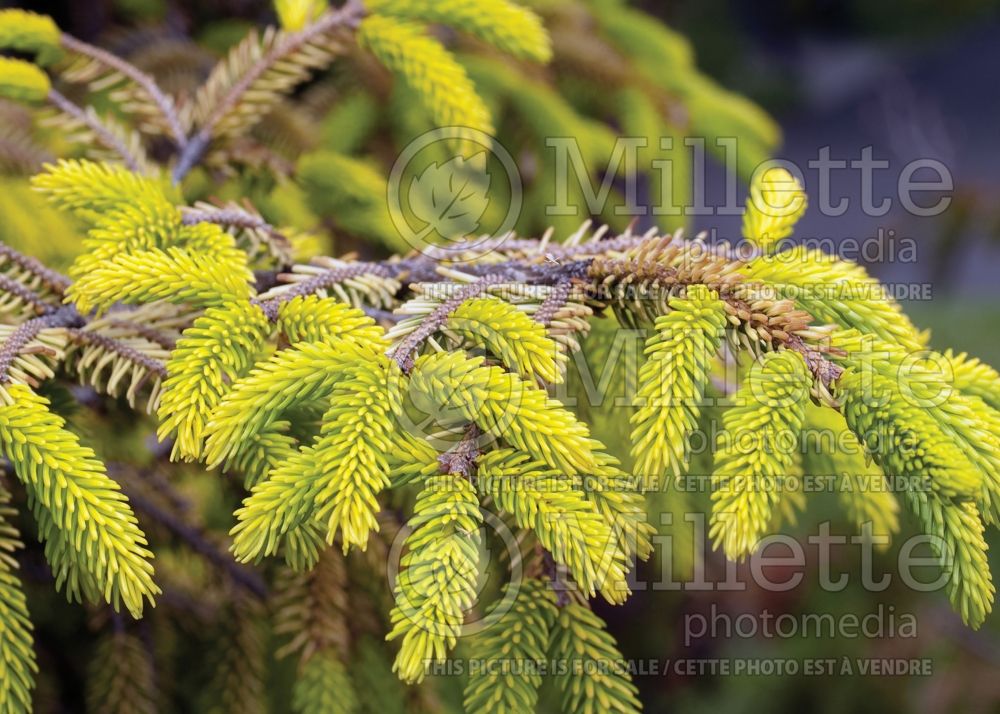 Picea Skylands (Oriental Spruce conifer) 7