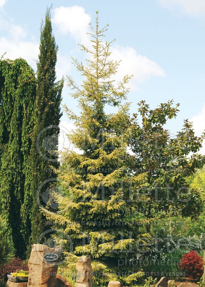 Picea Skylands (Oriental Spruce conifer) 4