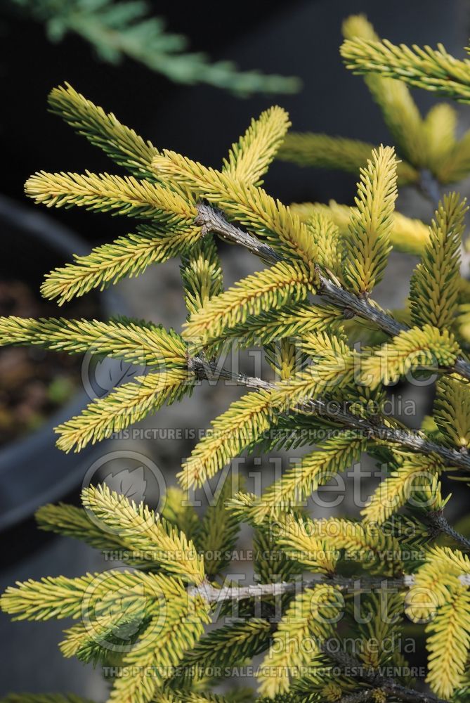 Picea Skylands (Oriental Spruce conifer) 5