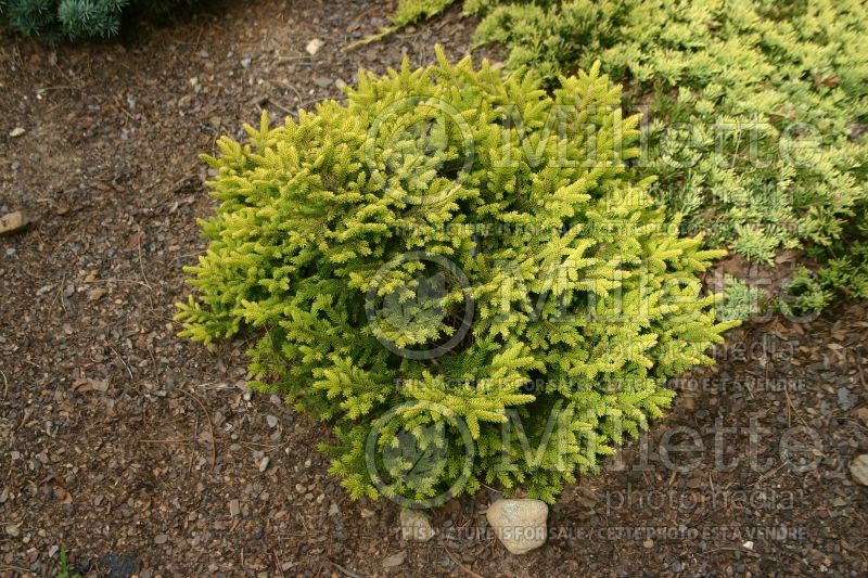 Picea Tom Thumb (Oriental Spruce conifer - épinette) 1