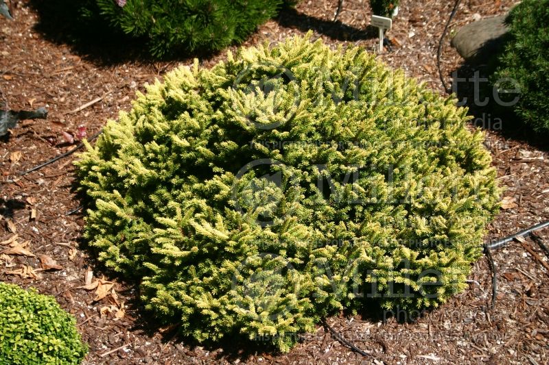 Picea Tom Thumb (Oriental Spruce conifer - épinette) 2