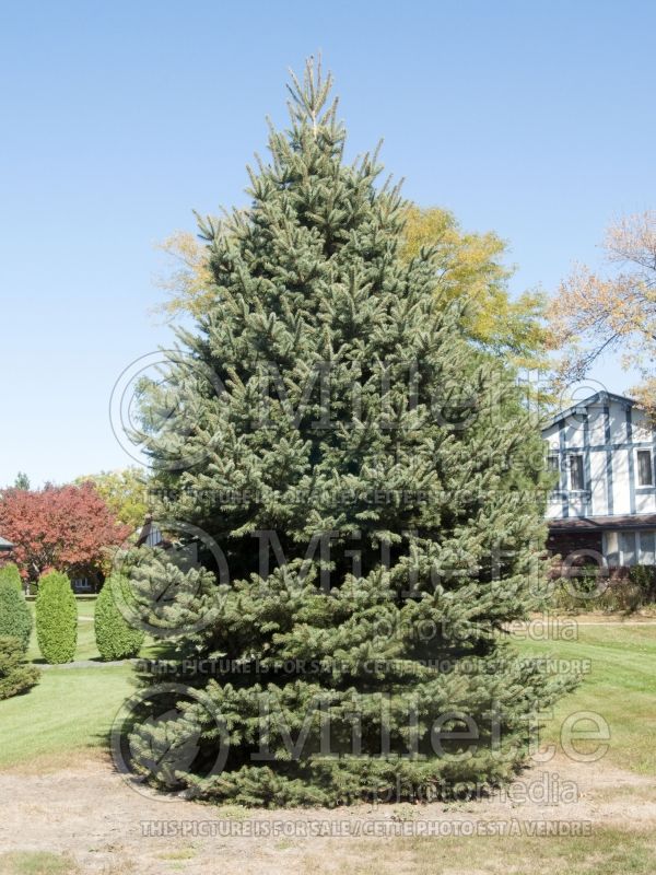 Picea pungens (Serbian spruce Mountain Spruce conifer) 1 