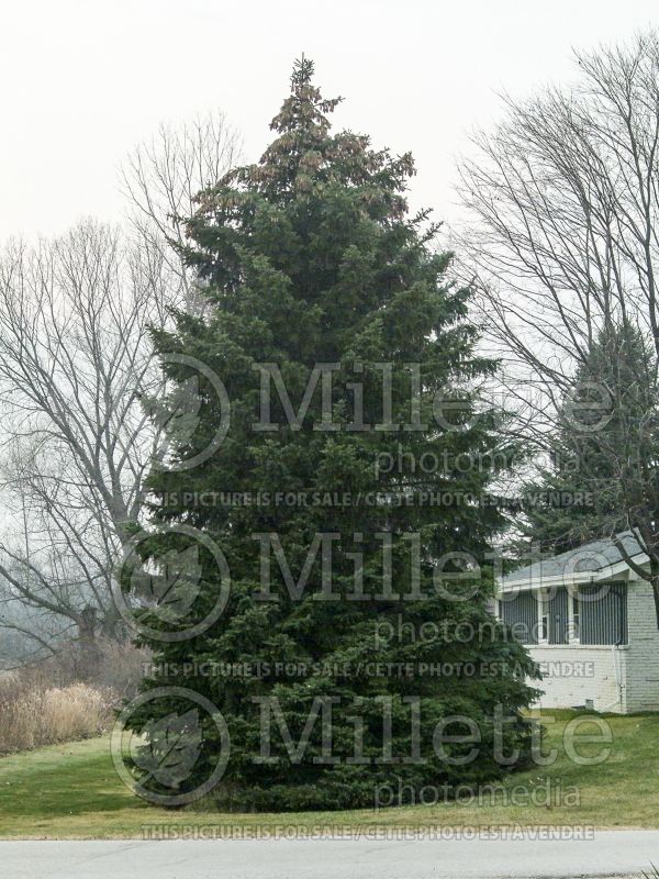 Picea pungens (Serbian spruce Mountain Spruce conifer) 2 