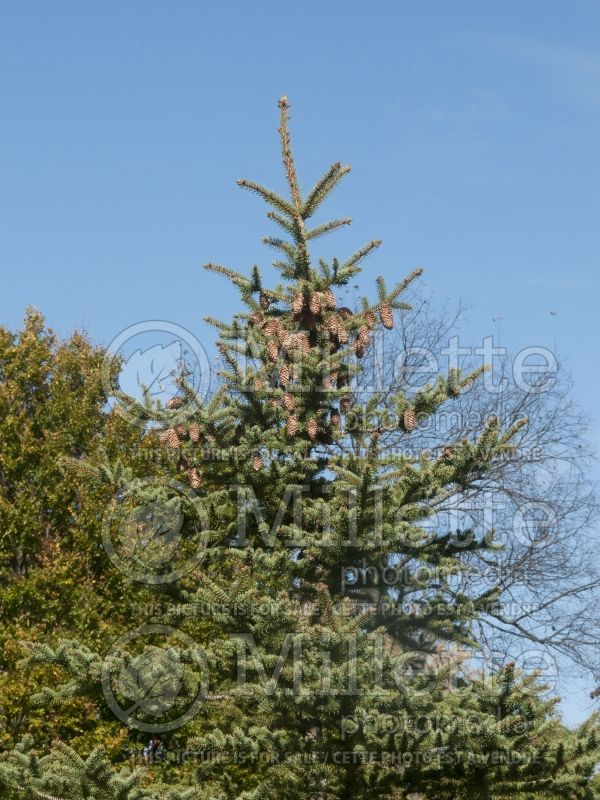 Picea pungens (Serbian spruce Mountain Spruce conifer) 3 