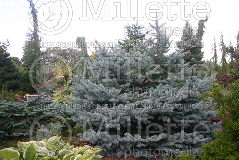 Picea Baby Blue Eyes or Baby Blueyes (Colorado spruce Mountain Spruce conifer) 2