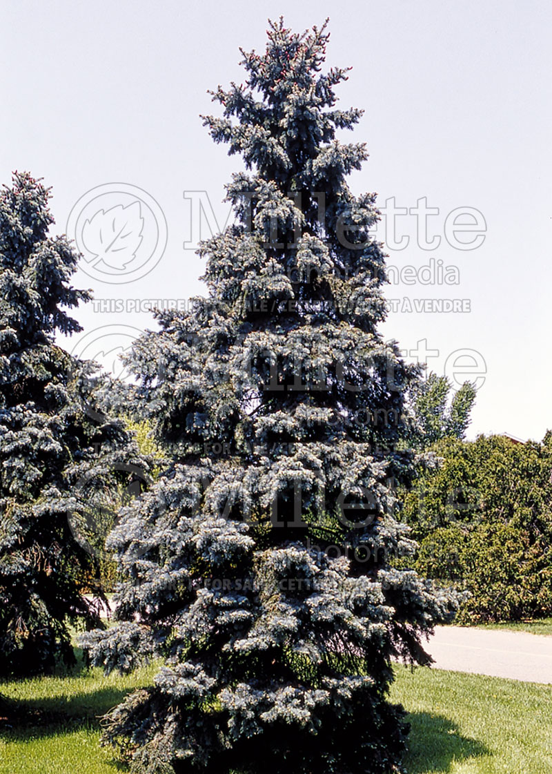 Picea Bakeri (Serbian spruce Mountain Spruce conifer) 1 