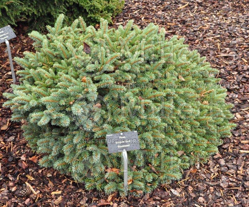 Picea Blaukissen (Oriental Spruce conifer - épinette) 2