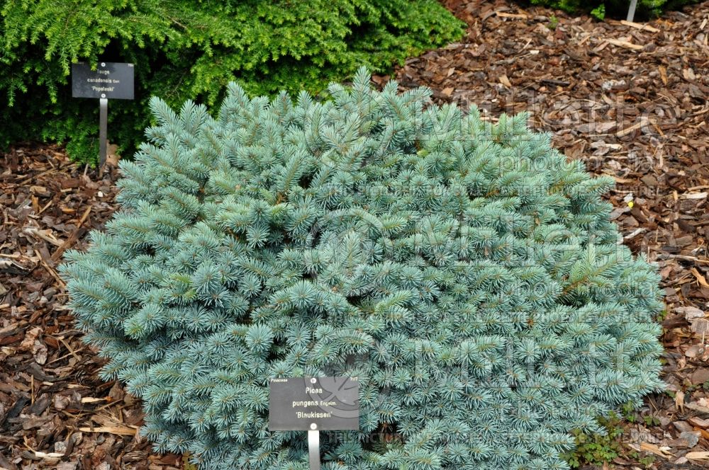 Picea Blaukissen (Oriental Spruce conifer - épinette) 1