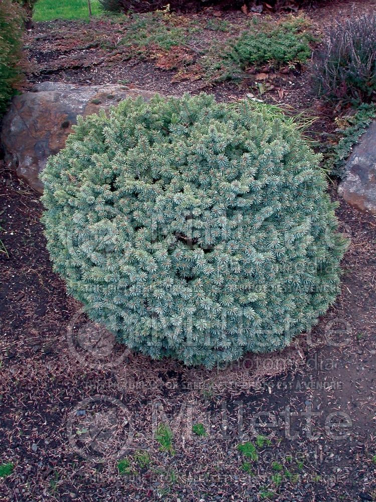 Picea Blue Pearl (Oriental Spruce conifer - épinette) 3 