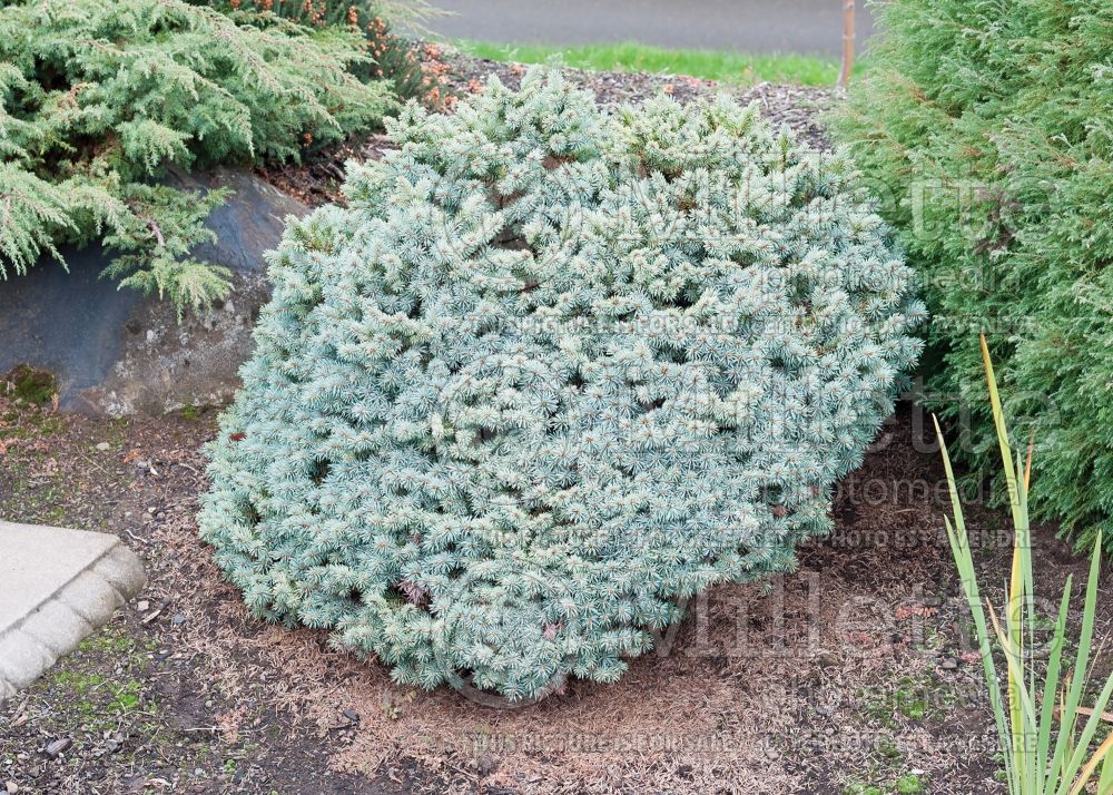 Picea Blue Pearl (Oriental Spruce conifer - épinette) 4 