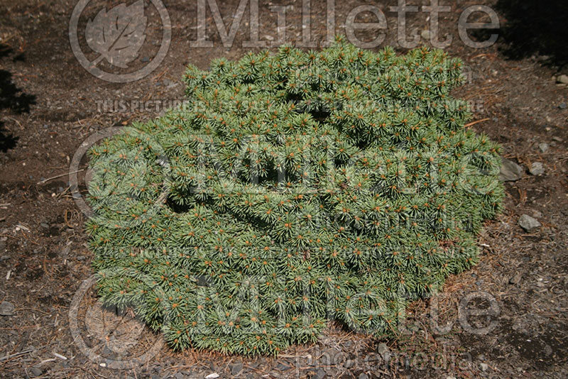 Picea Emerald Cushion (Serbian spruce Mountain Spruce conifer) 1