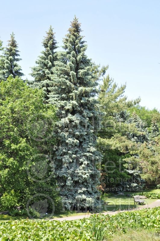Picea Erich Frahm (Serbian spruce Mountain Spruce conifer) 1 