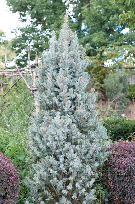 Picea Fastigiata (Serbian spruce Mountain Spruce conifer) 2 