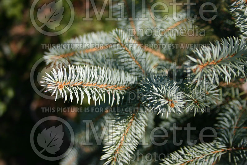 Picea Fat Albert (Serbian spruce Mountain Spruce conifer) 3 