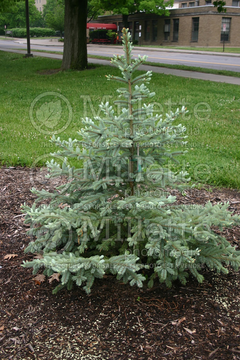 Picea Fat Albert (Serbian spruce Mountain Spruce conifer) 1 