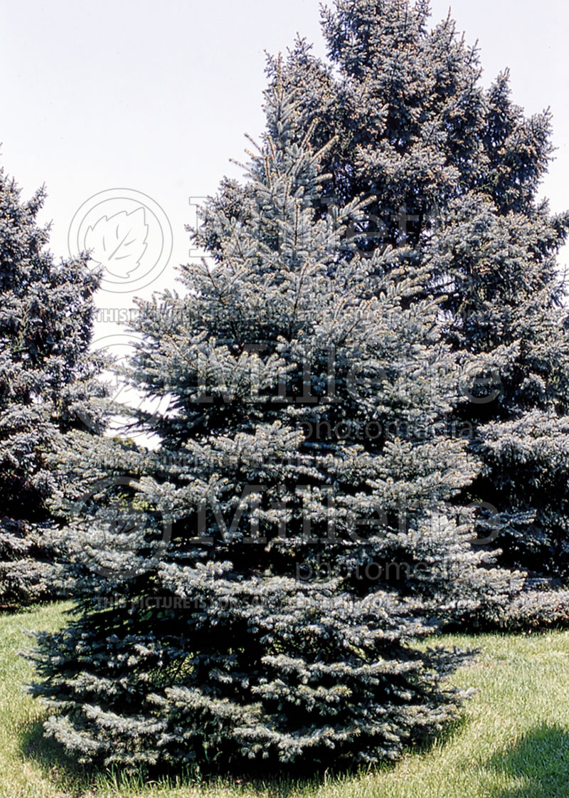 Picea Fat Albert (Serbian spruce Mountain Spruce conifer) 6 