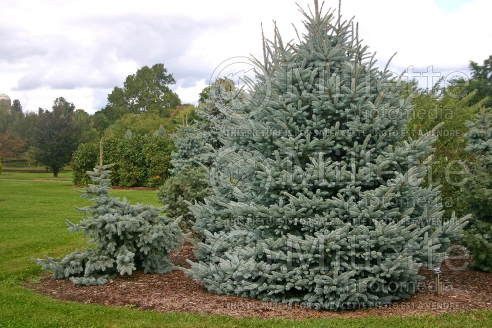 Picea Fat Albert (Serbian spruce Mountain Spruce conifer) 4 